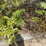 ベーカリーショパン - 