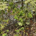 ベーカリーショパン - 