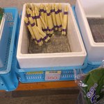 八紘学園 農産物直売所 - 【2012年05月】商品：当別産ホワイトアスパラ（＠350円／束）。