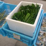 八紘学園 農産物直売所 - 【2012年05月】商品：恵庭産行者にんにく（＠250円／束）。