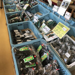 파인 - 신선한 아오사도 판매합니다