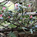 信川円 - 秀吉の植えた侘助椿