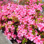 ラーメン二郎 - 近くのツツジ