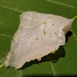 馳走 啐啄一十  - ⑪真子鰈(山口県産)(36時間寝かせ)
      産卵期は冬～春、旬は初夏～初秋
      あれこれと旬の魚が居ない時期に旬を迎える魚ですから重宝します
      脂のりも良いですし、甘みと旨みがたっぷりです