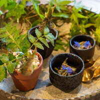 Terroir愛と胃袋 - 2020.5 天龍鮎 秋田天然じゅんさい