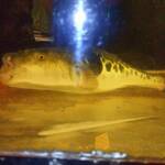 割烹 ふぐ懐石 福飯 那覇店 - 在りし日のフグ