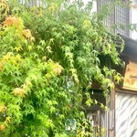 とんかつ一幸 - 