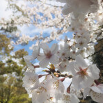 キッチンぽっと - 上賀茂さんの桜