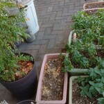 Spice&Dining KALA - 大丈夫ですよ！違いますよ！