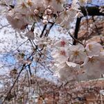 つつみ - 山崎川の桜