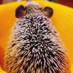 Hedgehog bar harinchi - 
