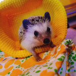 Hedgehog bar harinchi - 