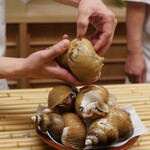 片折 - 青バイ貝