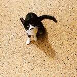 割烹旅館 湯の花荘 - お見送りしてくれたネコちゃん