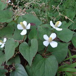 ラーメン二郎 - 都税事務所うらの「ドクダミ」