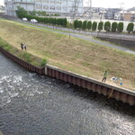 ラーメン二郎 - 自宅付近の黒目川、鮎が解禁になりました