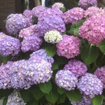 松屋 - すぐ近くの小林文具店前の紫陽花