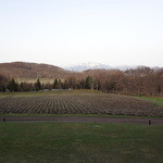 フラノ寶亭留 - ラベンダー畑があり、奥には森があり・・