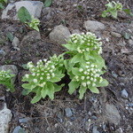 フラノ寶亭留 - ふきのとう・・・