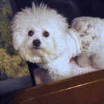 旬采 - ジャスト・サイズ ’お下がり’