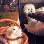 旬采 - ミーちゃんママのショット