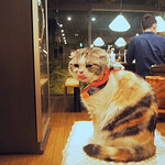 旬采 - 満足げなミーちゃん