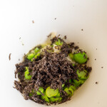 レストラン オオツ - 2020.6 豪州産黒トリュフ 伊産グリーンピース 玄米