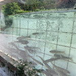 美加登家 - 鮎の水槽