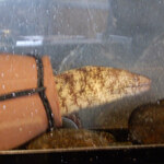 割烹旅館 鶴屋 - 