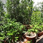 ラ・トルチュ - テラス席のお庭です