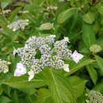 ステーキハウス 秀 - ガーデンの紫陽花　2020.6