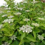 ステーキハウス 秀 - ガーデンの紫陽花　2020.6