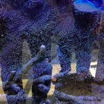 さかなや 一千 - 