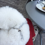 シエロイリオ - お膝の上でおとなしく・・