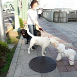 シエロイリオ - ２匹に厩橋で会えました！