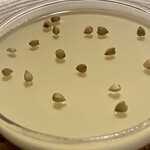 レストラン　トエダ - 蕎麦茶・牛乳・蕎麦の実