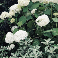 スリオラ - 近くの紫陽花