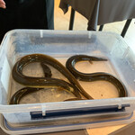 プレゼンテ スギ - 利根川でとった天然うなぎ