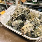 有限会社桝屋酒店   - サザエ