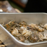 うを徳 - 2020.6 佐賀有明活き子持ち穴蝦蛄