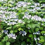 洋食勝井 - 紫陽花が綺麗でした