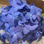 祇園 にし - 八寸の紫陽花