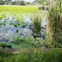 天麩羅 四季彩 村松 - 
