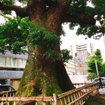 クリマ ディ トスカーナ - 威風堂々