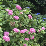 日本料理 太月 - おまけ。紫陽花。