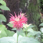 カナディアン コーヒーショップ - 