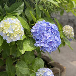 イチリン ハナレ - 紫陽花