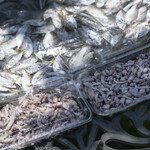 小イカ あぶらっこに 大磯ざわつく By うぉっさむ 湘南大磯 しらす直売 松道丸 大磯 その他 食べログ