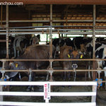 関口牧場 - 牛舎