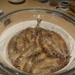 家全七福酒家 SEVENTH SON RESTAURANT - 酔っぱらいエビ（紹興酒ではなく白酒でした）